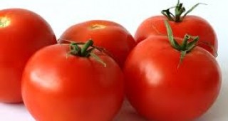 Откриването на ген може да върне вкуса на индустриално произвежданите домати