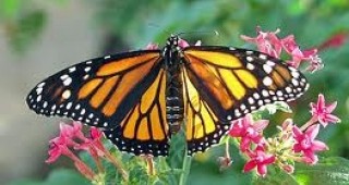 Карнавал на пеперудите ще се проведе край Скакавишкия водопад