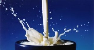 Продължава стачката на млекопроизводителите в Италия