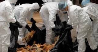 В Китай откриха ново огнище на птичи грип