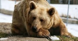 Най-възрастната мечка от парка в Белица беше приспана