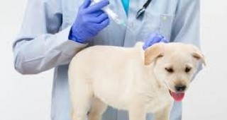 Ветеринарните лекари нямат достъп до Националния регистър за животните