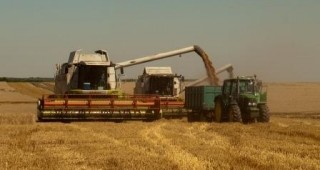 По 500 кг пшеница от декар очакват в силистренското село Гарван
