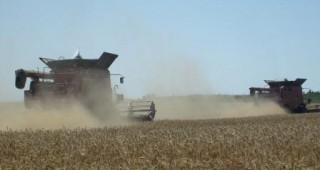 Очакваният добив от пшеница ще е над 4 млн. тона