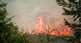 Държавата не е подготвена за горски пожари, според природозащитници