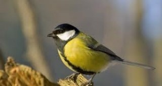 В столичния Южен парк ще бъде открит първият градски маршрут за наблюдение на птици