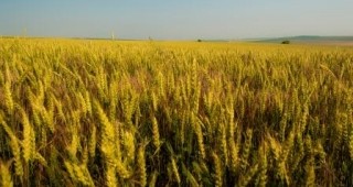 Зърнопроизводители от Плевенско: Пазарът все още е в застой