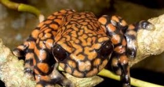 Новооткрит вид дървесна жаба беше кръстена на британския престолонаследник принц Чарлз