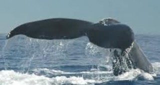 Квотата за улов на китове от гренландските ескимоси няма да бъде удължена