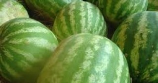 Българската продукция е най-търсената на борсата за плодове и зеленчуци в петричкото село Кърналово