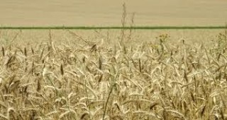 Висок добив на ечемик и пшеница край Петолъчката отчитат земеделски производители