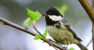 Откриват първият градски маршрут за наблюдение на птици