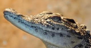 Над 15 000 крокодила са попаднали в южноафриканската река Лимпопо