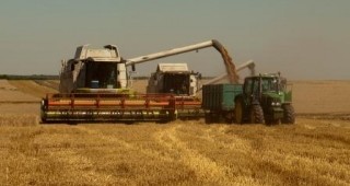 До 405 лева на тон скочи цената на пшеницата от новата реколта в Добричко