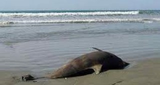 33 мъртви делфина са открити по Южното Черноморие от началото на летния сезон