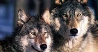 ЕК настоява да бъде прекратен ловът на вълци в Швеция
