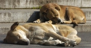 През изминалия месец в София са били заловени 521 кучета