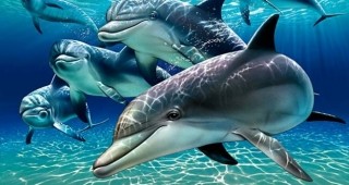 Повече мъртви делфини това лято заради промяна в морските течения