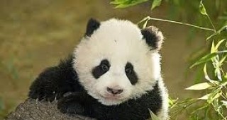 Бебе панда умря от пневмония в Япония