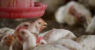 В 31 животновъдни ферми в Мексико е регистриран вирусът на птичия грип