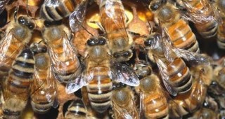 Заявки за плащане по пчеларската програма се приемат до 31 август