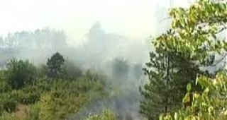 Пожар изпепели 30 декара широколистна гора край тополовградското село Орлов дол
