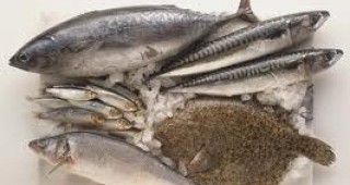 Калканът и каята са рибите в Черно море с най-малко натрупани промишлени замърсители