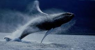 Австралийските еколози се безпокоят за съдбата на гърбатите китове