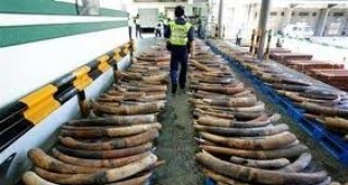 Тайланд залови близо половинтонна контрабандна пратка на слонова кост