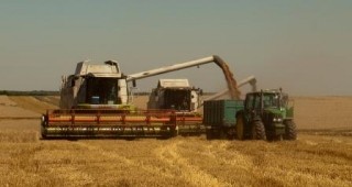421 лв./тон е средната изкупна цена за страната на хлебната пшеница