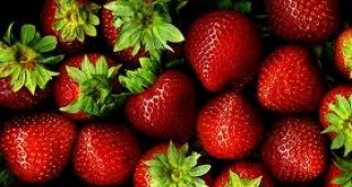 Средният добив от беритбата на ягоди в Разградско е 868 кг/дка