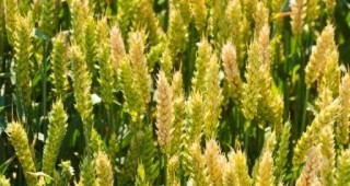 Висока цена на пшеницата от новата реколта в Добричко