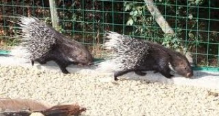 Посетителите на старозагорския зоопарк ще могат да видят африкански бодливи свинчета