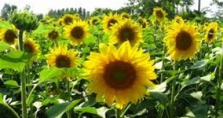 Очаква се много добра реколта от слънчоглед в Добричка област
