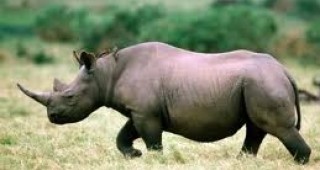Азиатски държави са обвинени за изчезването на носорозите