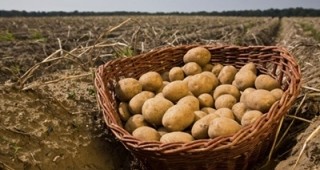 МЗХ: 976 производители на картофи са подпомогнати през 2012 г.