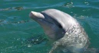 В Созопол природозащитници спасиха делфин