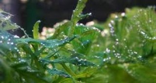 Със средства от ОП Рибарство варненска фирма ще произвежда синьо-зелени водорасли