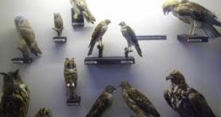 В Природонаучния музей в Белоградчик има над 3 000 експоната