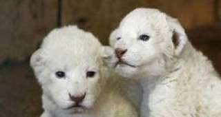 В Мексико се родиха бели лъвчета