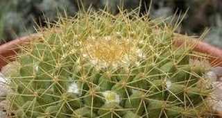В Университетската ботаническа градина в Балчик ще бъде открита експозиция от над 2600 вида кактуси