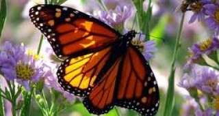 Пеперудите с по-тъмна окраска са по-добри летци