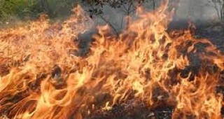 Широколистна гора на площ 500 декара е обхваната от пожар край Хасково