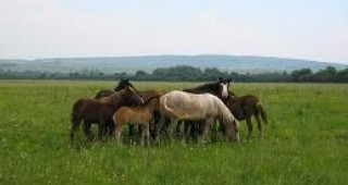 Национално изложение на коне от породата каракачански кон ще се състои днес на връх Перелик