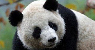 Китай дава на Малайзия назаем за 10 години две гигантски панди