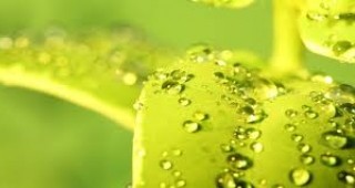 Японска компания разработи първата в света технология за изкуствена фотосинтеза