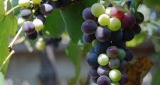 Обсъждат конкурентоспособността на лозаро-винарския сектор на ЕС