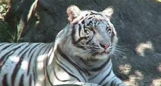 Бял тигър нападна гледача си в зоопарка в чилийската столица Сантяго
