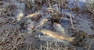 По поречието на река Черна изплува мъртва риба