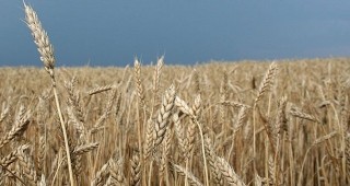 Председатели на 12 регионални организации на зърнопроизводители разискваха най-наболелите теми в земеделието